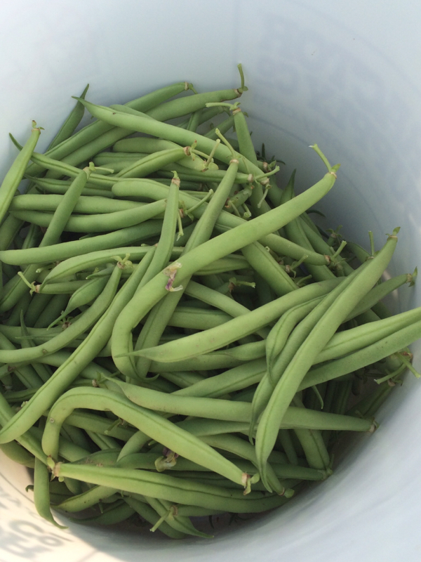 Fresh crunchy green beans