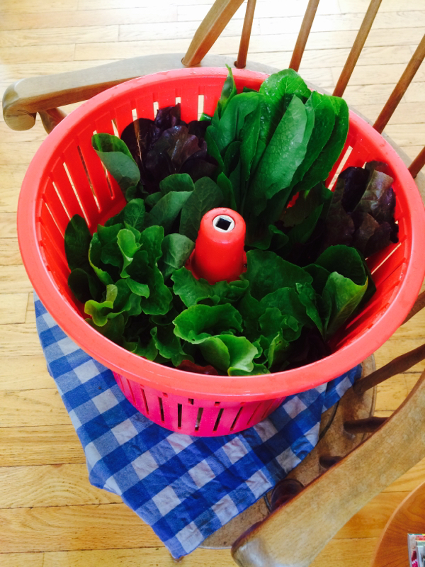 Lettuce in the salad spinner